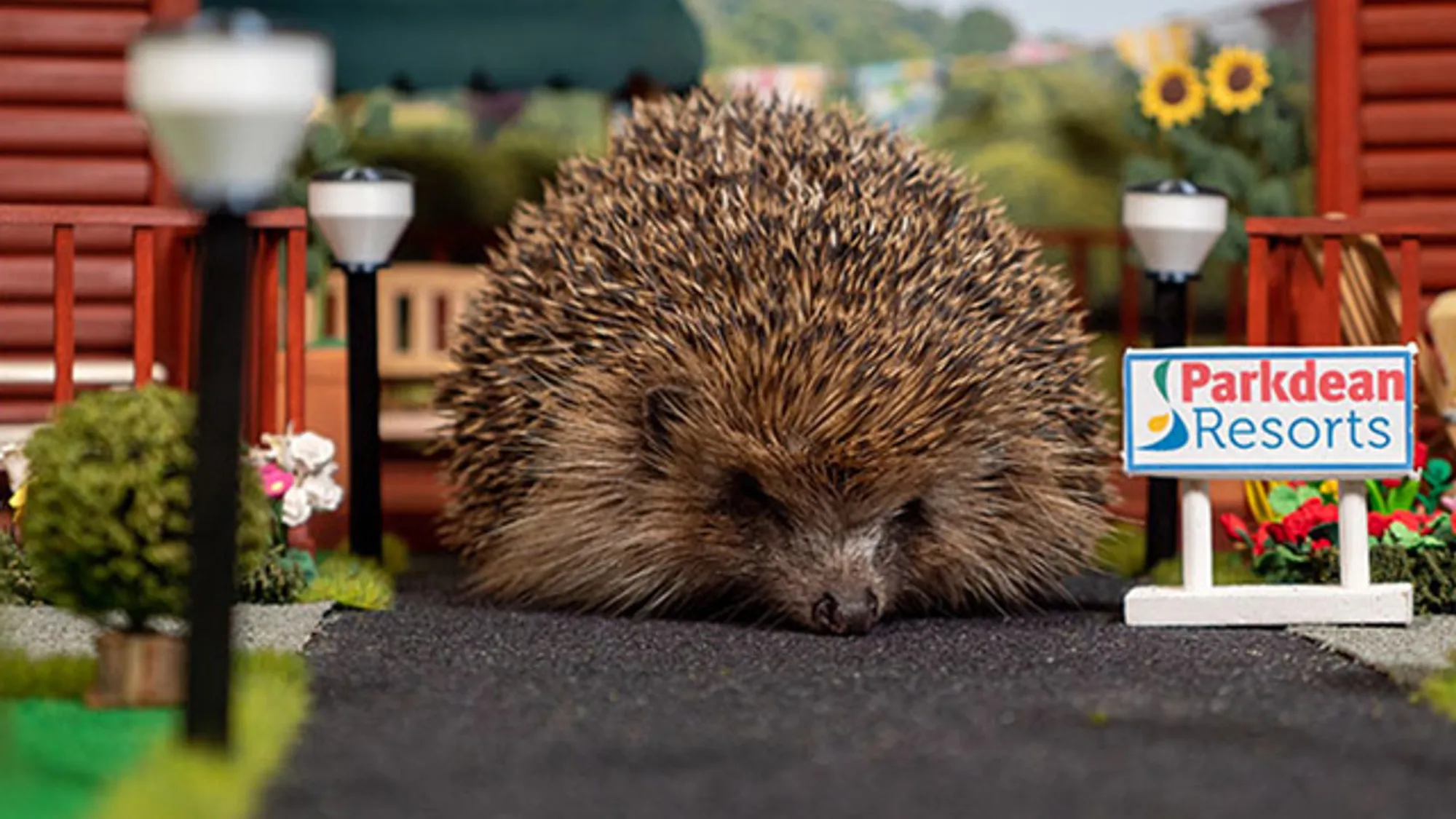 Hedgehog SOS